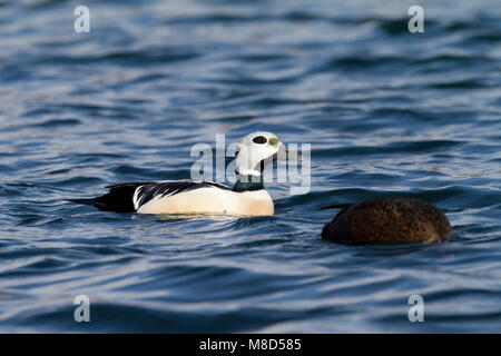 Stellers Eider paar zwemmend; bedrohte Scheckente paar Schwimmen Stockfoto