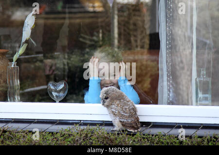 Meisje kijkt naar donsjong van de Bosuil; kleines Mädchen suchen atTawny Eule Küken Stockfoto