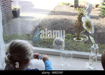 Meisje kijkt naar donsjong van de Bosuil; kleines Mädchen suchen atTawny Eule Küken Stockfoto