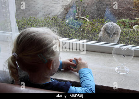 Meisje kijkt naar donsjong van de Bosuil; kleines Mädchen suchen atTawny Eule Küken Stockfoto