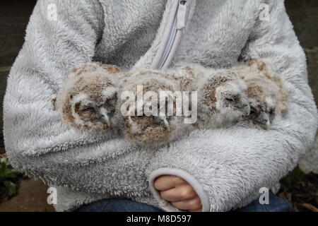 Meisje met donsjongen van de Bosuil; Mädchen mit Waldkauz Küken Stockfoto