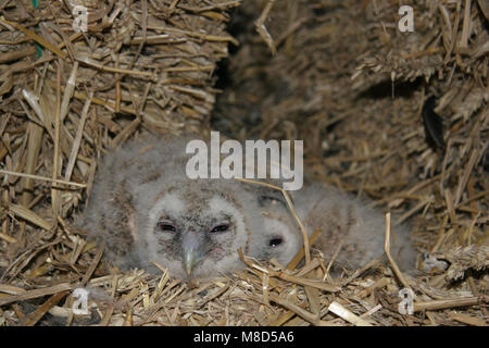 Bosuil twee Jongen in Nest; Waldkauz zwei Junge im Nest Stockfoto