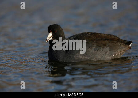 Amerikaanse Meerkoet in winterkleed; Amerikanische Blässhuhn (Fulica americana) in winterplumage Stockfoto