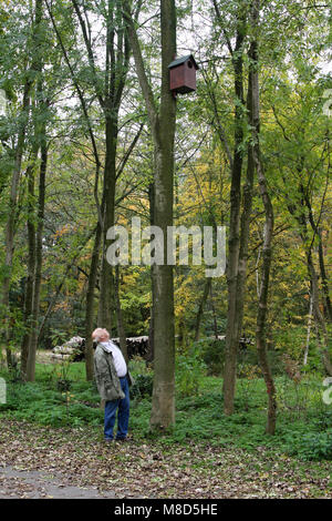 Mann kijkt naar nestkast van Bosuil in Boom; Mann auf nextbox der Waldkauz im Baum Stockfoto