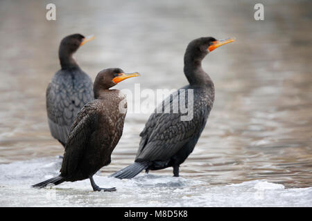 Geoorde Aalscholver; Double-Crested Cormorant; Phalacrocorax auritus Stockfoto