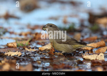 Drinkende Grote Kruisbek; Trinken Parrot Gegenwechsel Stockfoto