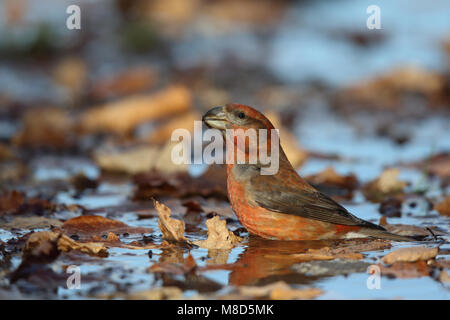 Drinkende Grote Kruisbek; Trinken Parrot Gegenwechsel Stockfoto