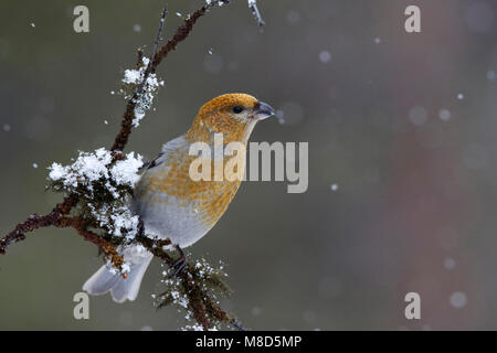 Haakbek in de sneeuw; Pine Grosbeak im Schnee Stockfoto