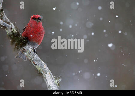 Haakbek in de sneeuw; Pine Grosbeak im Schnee Stockfoto