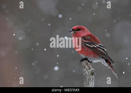 Haakbek in de sneeuw; Pine Grosbeak im Schnee Stockfoto