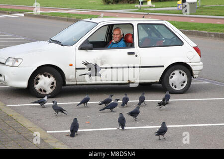 Mann in Auto op parkeerplaats geben Groep Huiskraaien; Mann im Auto am Parkplatz Fütterung Haus Crow Herde Stockfoto