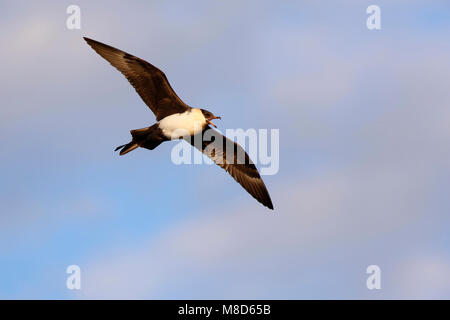 Vliegende Middelste Jager; Fliegen Pomarine Skua Stockfoto