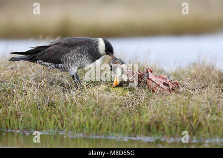 Lichte fase Middelste Jager etend van een Brileider; Licht morph Pomarine Skua essen von einem brillenbär Eider Stockfoto