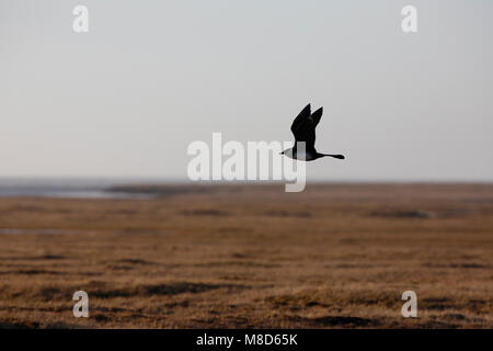 Vliegende Middelste Jager; Fliegen Pomarine Skua Stockfoto