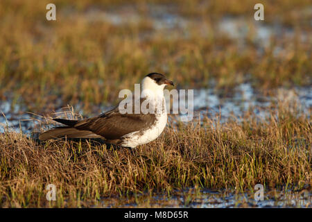 Lichte Fase middelste Jager; Licht morph Pomarine Jaeger Stockfoto