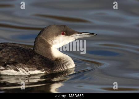 In Parelduiker winterkleed; Winter Gefieder schwarz-throated Diver Stockfoto