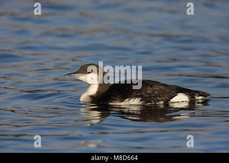 In Parelduiker winterkleed; Winter Gefieder schwarz-throated Diver Stockfoto