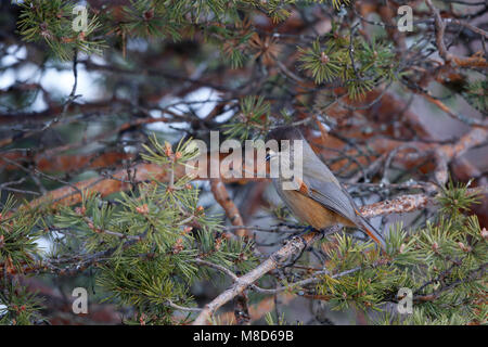 In een naaldboom Taigagaai zittend; Sibirische Jay in einem Kiefer Baum gehockt Stockfoto