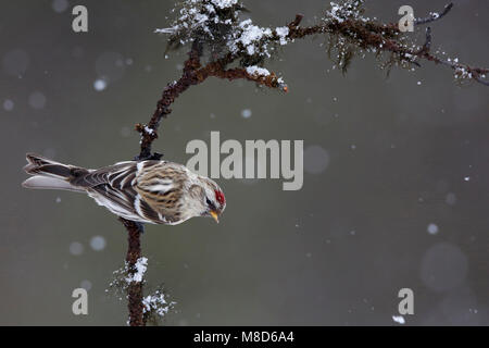 Witstuitbarmsijs; Arktis; Carduelis hornemanni exilipes Redpoll Stockfoto