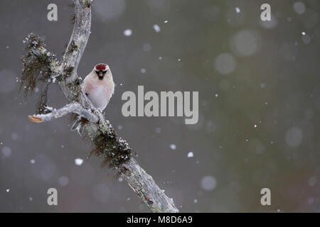 Witstuitbarmsijs; Arktis; Carduelis hornemanni exilipes Redpoll Stockfoto