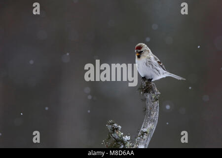 Witstuitbarmsijs; Arktis; Carduelis hornemanni exilipes Redpoll Stockfoto