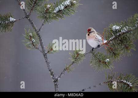 Witstuitbarmsijs; Arktis; Carduelis hornemanni exilipes Redpoll Stockfoto