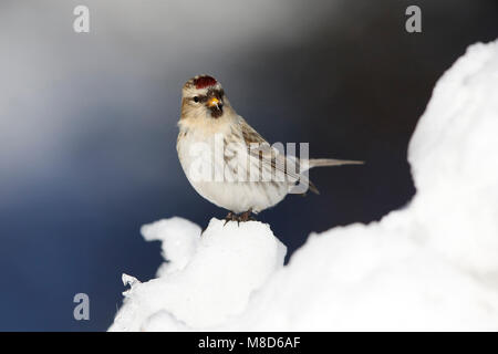 Witstuitbarmsijs; Arktis; Carduelis hornemanni exilipes Redpoll Stockfoto