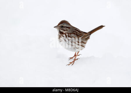 Zanggors zittend in de sneeuw; Song sparrow (Melospiza melodia) auf Schnee Stockfoto