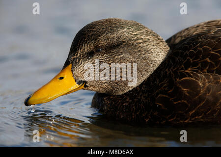 Amerikaanse Zwarte Eend tijdens de Winter; amerikanische Black Duck (Anas Rubripes) im Winter Stockfoto