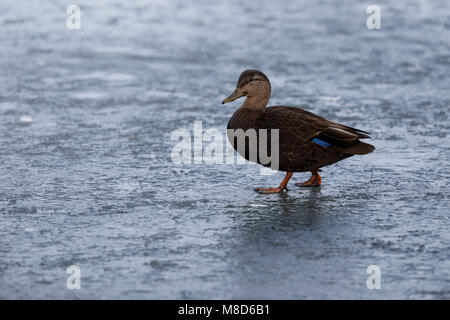 Amerikaanse Zwarte Eend tijdens de Winter op het ijs; amerikanische Black Duck (Anas Rubripes) im Winter auf einem iceflow Stockfoto