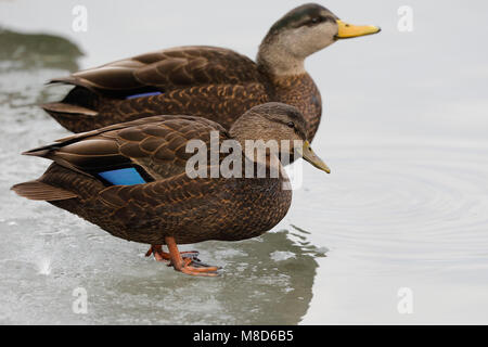 Amerikaanse Zwarte Eend tijdens de Winter op het ijs; amerikanische Black Duck (Anas Rubripes) im Winter auf einem iceflow Stockfoto