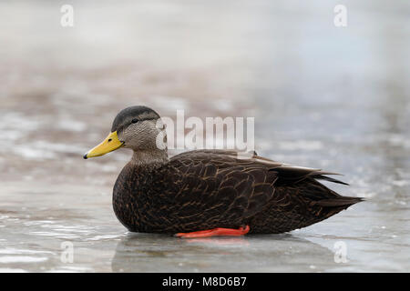 Amerikaanse Zwarte Eend tijdens de Winter op het ijs; amerikanische Black Duck (Anas Rubripes) im Winter auf einem iceflow Stockfoto