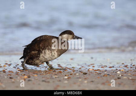 Zwarte Zeeëend op het Strand; Gemeinsame Scoter am Strand Stockfoto