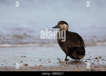 Zwarte Zeeëend op het Strand; Gemeinsame Scoter am Strand Stockfoto