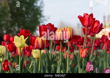 Schöne Tulpen in Ottawa Stockfoto