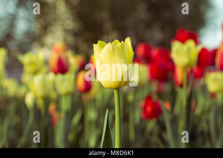 Schöne Tulpen in Ottawa Stockfoto