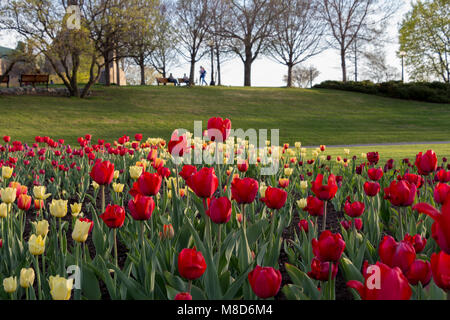 Schöne Tulpen in Ottawa Stockfoto