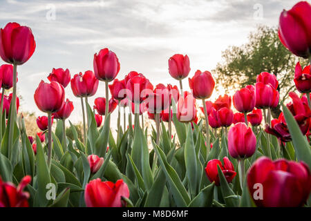 Schöne Tulpen in Ottawa Stockfoto