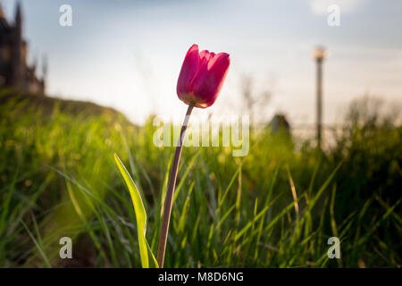 Schöne Tulpe in Ottawa. Stockfoto