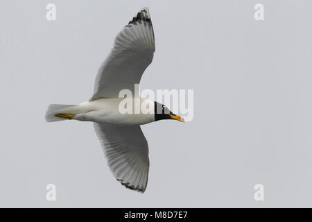 Gabbiano di Pallas; große Lachmöwe; Ichthyaetus ichthyaetus Stockfoto