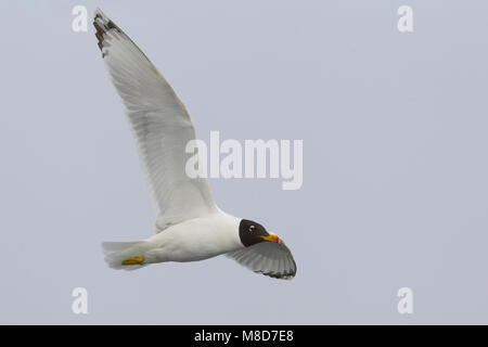 Gabbiano di Pallas; große Lachmöwe; Ichthyaetus ichthyaetus Stockfoto
