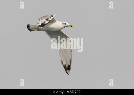 Gabbiano di Pallas; große Lachmöwe; Ichthyaetus ichthyaetus Stockfoto