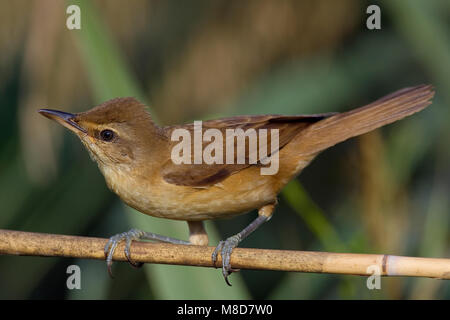 Grote Karekiet zittend in riet; Great Reed Warbler in Schilf gehockt Stockfoto