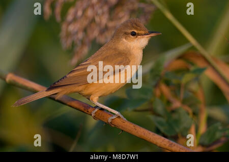 Grote Karekiet zittend in riet; Great Reed Warbler in Schilf gehockt Stockfoto