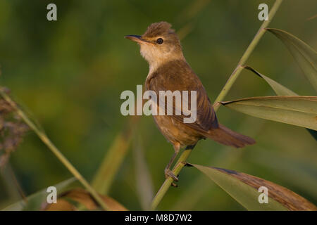 Grote Karekiet zittend in riet; Great Reed Warbler in Schilf gehockt Stockfoto