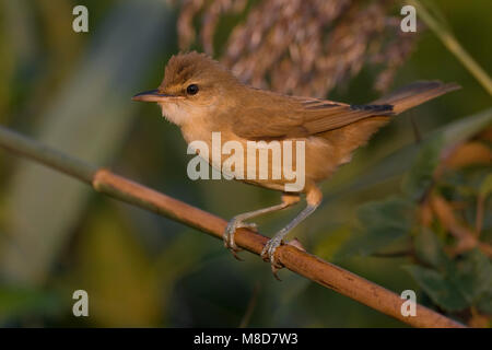 Grote Karekiet zittend in riet; Great Reed Warbler in Schilf gehockt Stockfoto