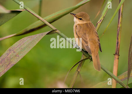 Grote Karekiet zittend in riet; Great Reed Warbler in Schilf gehockt Stockfoto