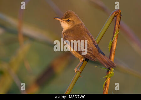 Grote Karekiet zittend in riet; Great Reed Warbler in Schilf gehockt Stockfoto