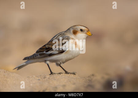 Schneeammer am Sandstrand Stockfoto