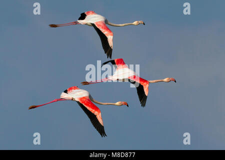 Flamingos in de Vlucht; Flamingos im Flug Stockfoto